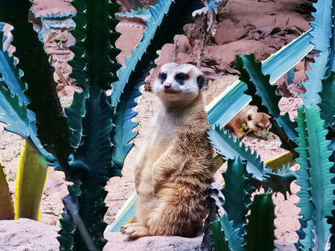 狐獴