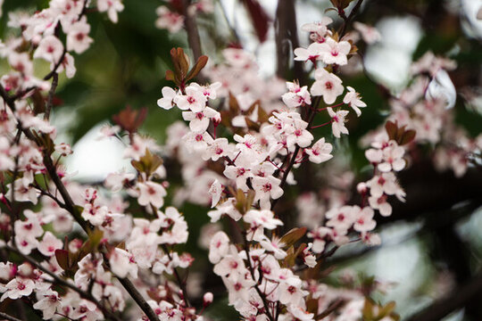 櫻花