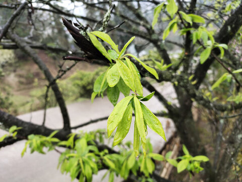 李樹嫩葉特寫