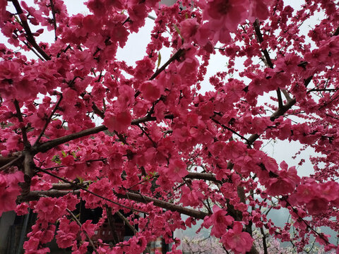 紅色桃花背景