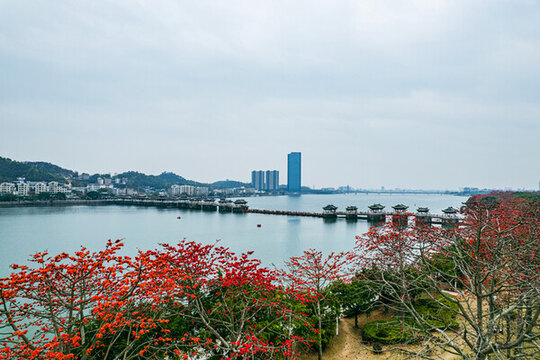 廣濟(jì)橋與木棉樹(shù)