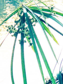 綠植物綠葉