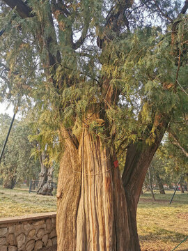 天壇公園古樹