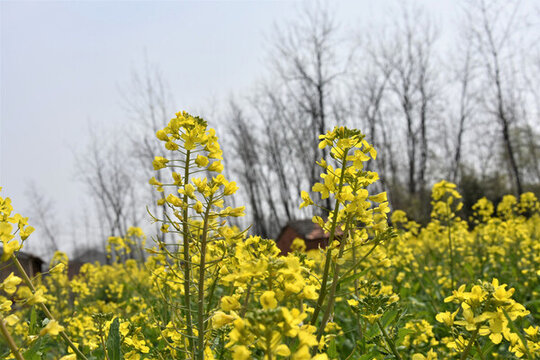 油菜花