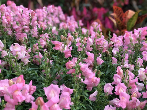 粉紅色月桂花盛開特拍
