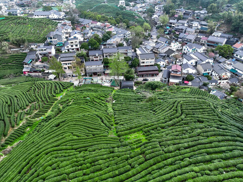 杭州龍塢西湖龍井茶園航拍