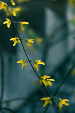 迎春花
