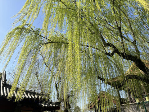 垂柳新芽