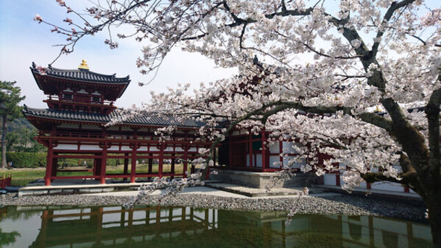 日本庭院櫻花