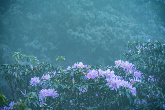 霧里看花