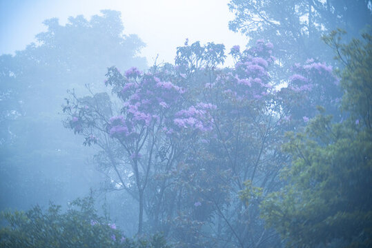 霧里看花