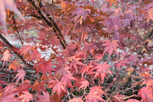 紅楓棲霞山