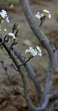 梨花梨樹