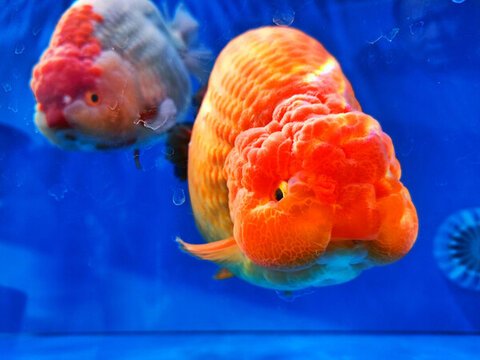 福州金魚