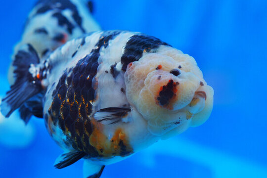 福州金魚
