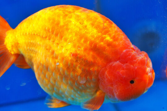 福州金魚