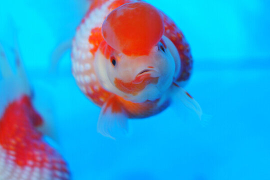福州金魚
