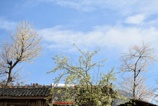 農(nóng)村梨花