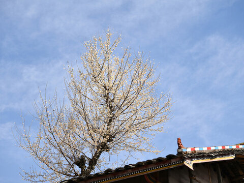 農(nóng)村梨花