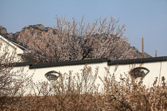 櫻花村