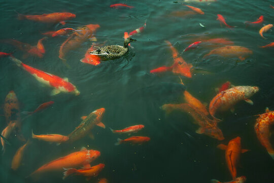 杭州西湖花崗觀魚
