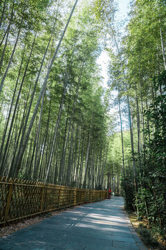 竹林小路
