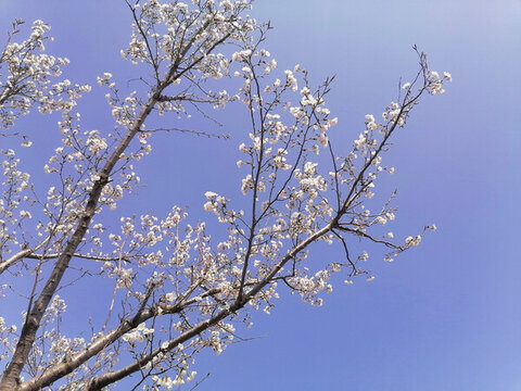 白櫻花