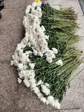 白菊花