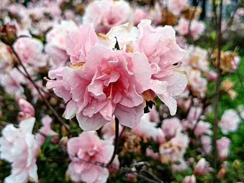 粉紅觀賞杜鵑花特寫(xiě)