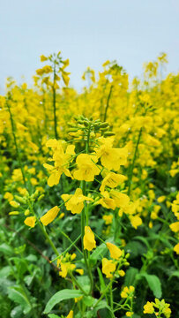 自然風光陰雨天下的油菜花田