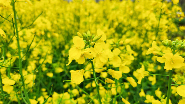 自然風光陰雨天下的油菜花田