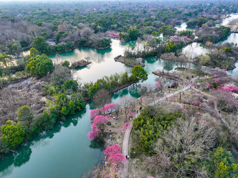 杭州西溪濕地國家公園梅花航拍