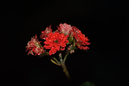 紅色長壽花