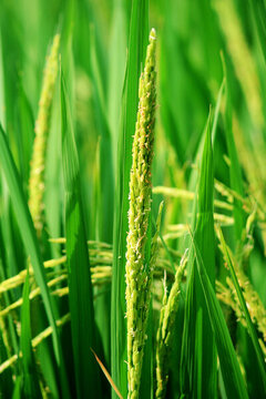 水稻揚(yáng)花