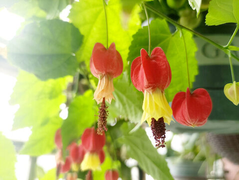 燈籠花