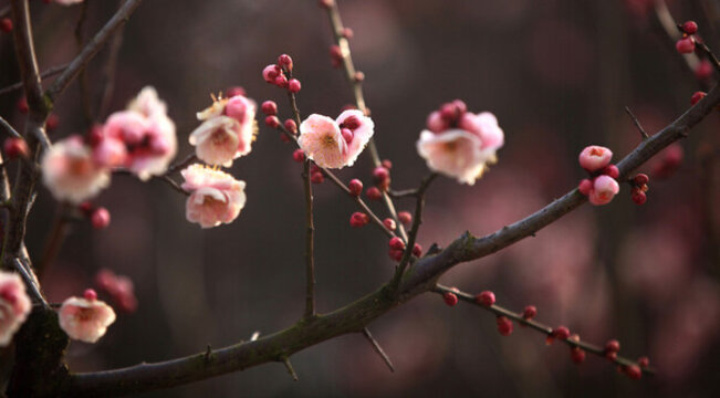 梅花