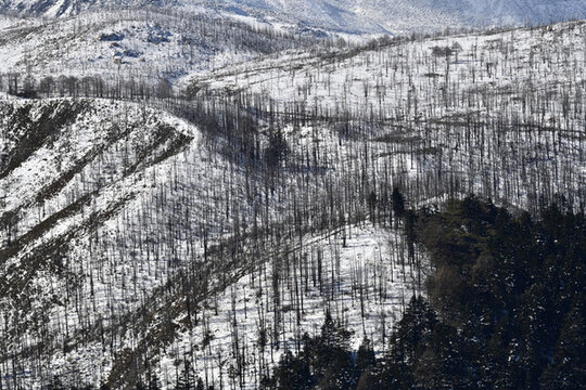 雪山森林