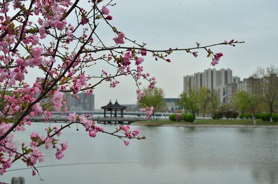 黃河公園