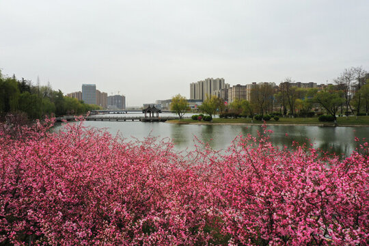 黃河公園的海棠花