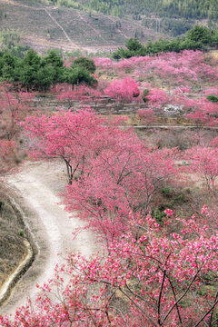 新豐櫻花峪