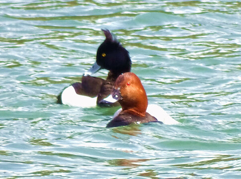 水面鳳頭潛鴨
