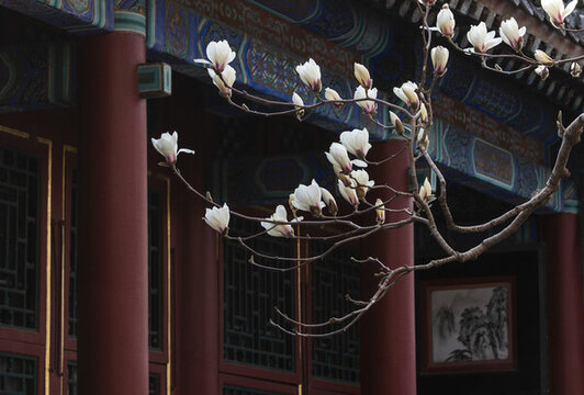 玉蘭花古建筑
