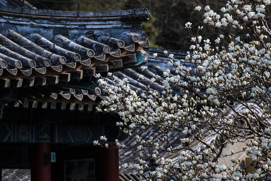 玉蘭花古建筑