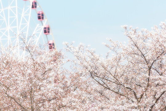 櫻花
