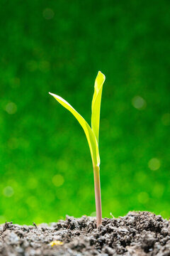 發(fā)芽