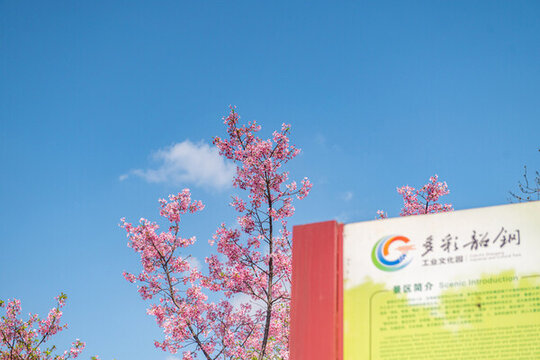 櫻花