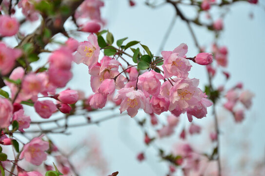 海棠花