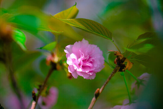 櫻花