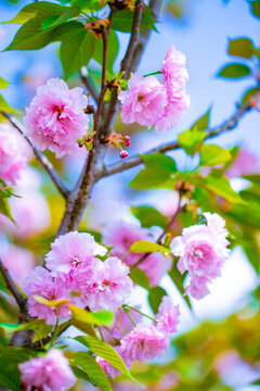 櫻花