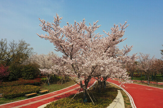 櫻花